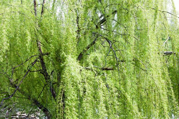 哪些植物的种子靠风力传播，常见蒲公英、木棉、柳树等品种