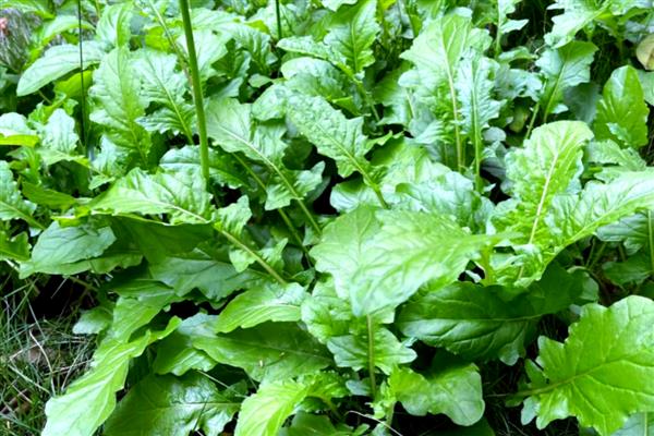 哪些植物的种子靠风力传播，常见蒲公英、木棉、柳树等品种