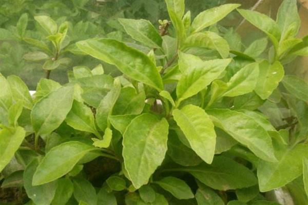 哪些植物的种子靠风力传播，常见蒲公英、木棉、柳树等品种