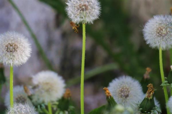 哪些植物的种子靠风力传播，常见蒲公英、木棉、柳树等品种