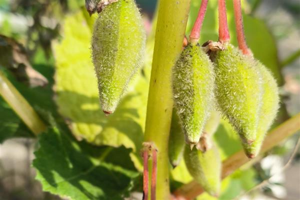 哪些植物的种子靠风力传播，常见蒲公英、木棉、柳树等品种