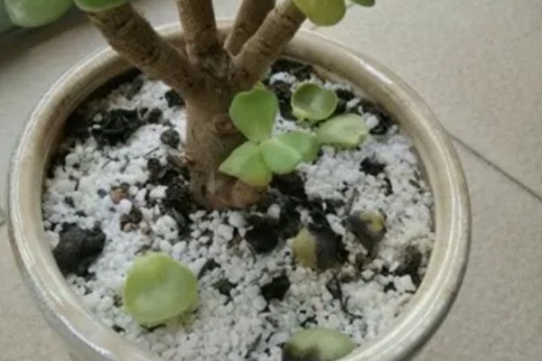 金钱木冬季叶片发黑掉落怎么办,喷施多菌灵和波尔多液可灭杀病菌
