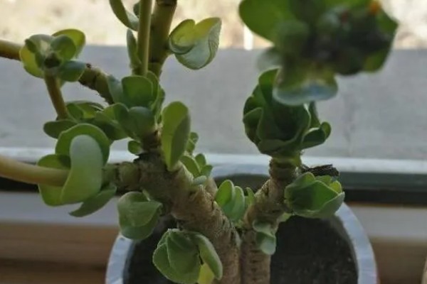金钱木冬季叶片发黑掉落怎么办,喷施多菌灵和波尔多液可灭杀病菌