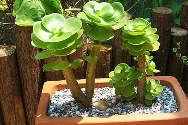 金钱木冬季叶片发黑掉落怎么办,喷施多菌灵和波尔多液可灭杀病菌