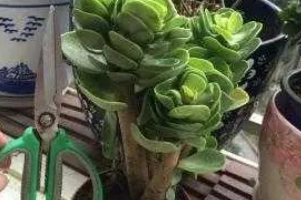 金钱木冬季叶片发黑掉落怎么办,喷施多菌灵和波尔多液可灭杀病菌