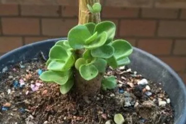 金钱木冬季叶片发黑掉落怎么办,喷施多菌灵和波尔多液可灭杀病菌