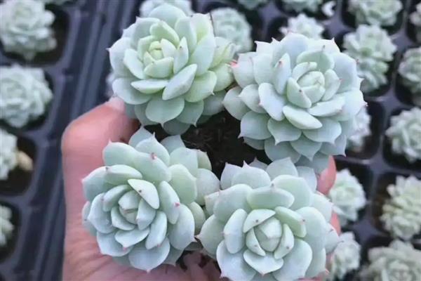 静夜怎么养殖，冬季放在室内向阳处