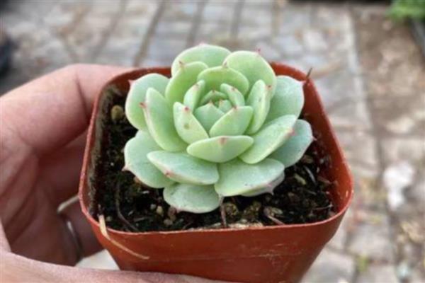 静夜怎么养殖，冬季放在室内向阳处