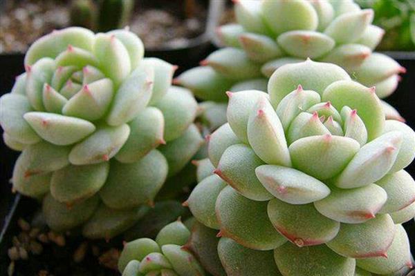 静夜怎么养殖，冬季放在室内向阳处