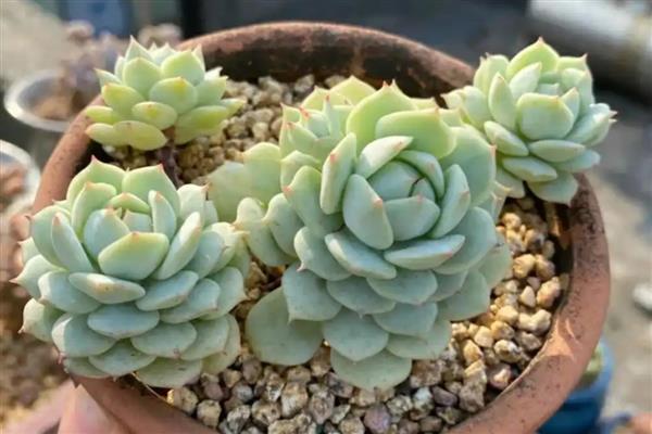 静夜怎么养殖，冬季放在室内向阳处