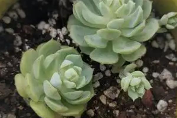 静夜怎么养殖，冬季放在室内向阳处