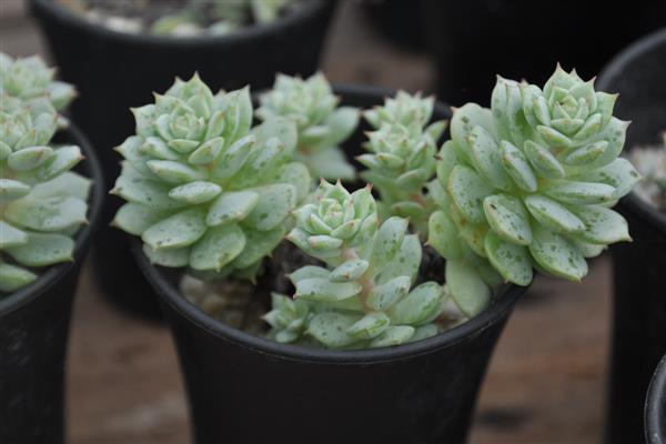 静夜怎么养殖，冬季放在室内向阳处