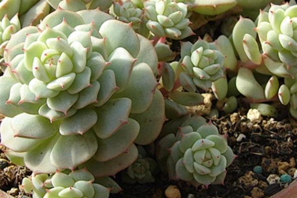 静夜怎么养殖，冬季放在室内向阳处