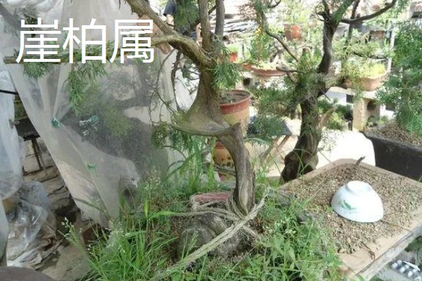 柏树有什么种类，分为以下8个属