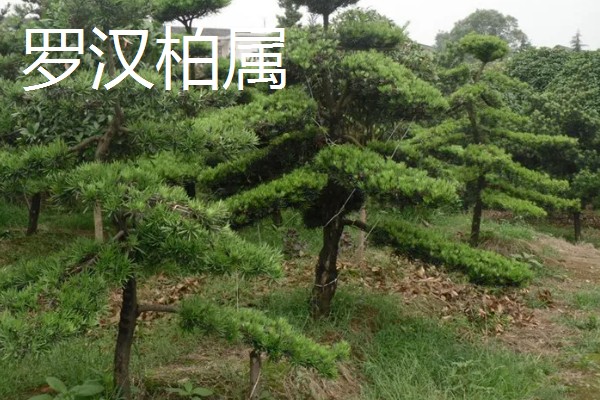 柏树有什么种类，分为以下8个属