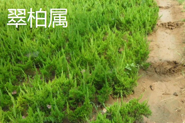 柏树有什么种类，分为以下8个属