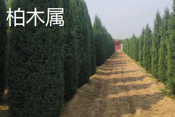 柏树有什么种类，分为以下8个属