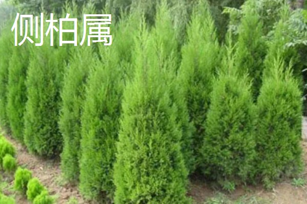 柏树有什么种类，分为以下8个属