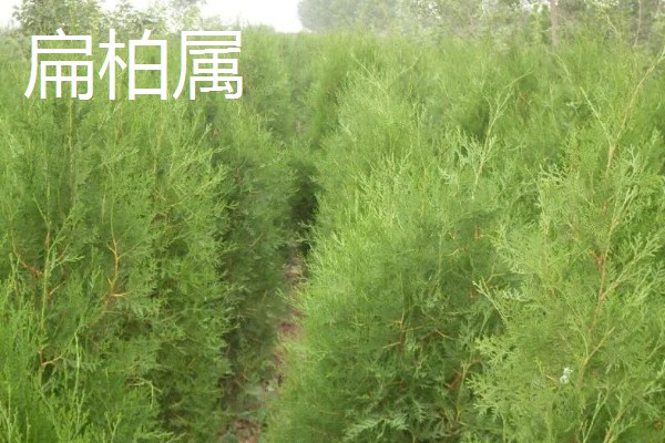 柏树有什么种类，分为以下8个属