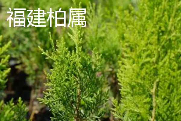 柏树有什么种类，分为以下8个属
