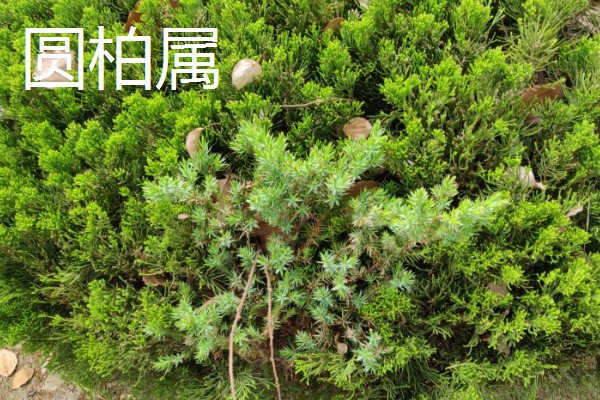 柏树有什么种类，分为以下8个属
