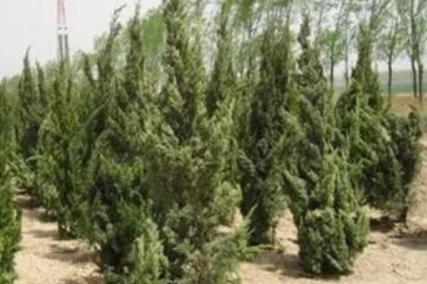 柏树有什么种类，分为以下8个属