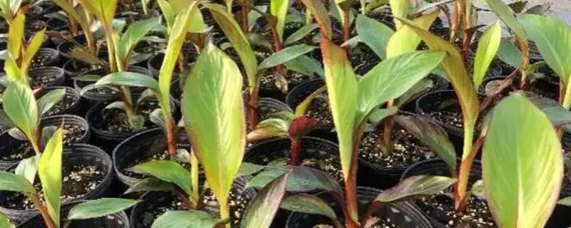芭蕉如何繁殖，多采用分株繁殖