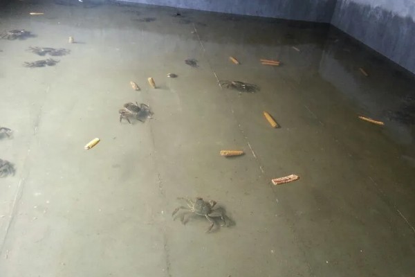 螃蟹会吃什么，吃水生植物、底栖动物等