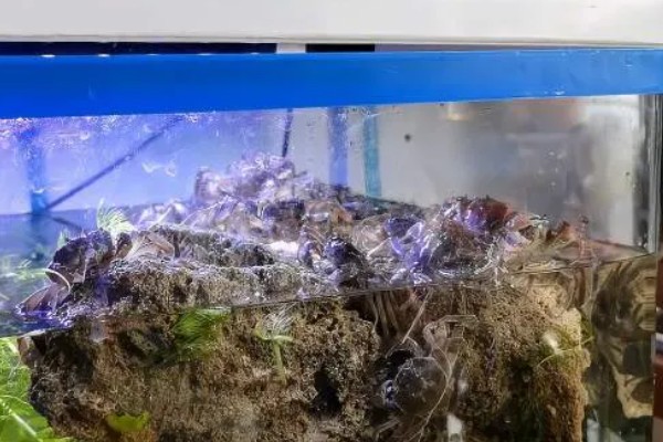 螃蟹会吃什么，吃水生植物、底栖动物等