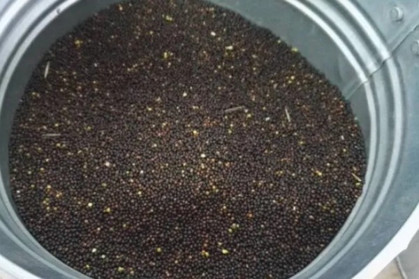 油菜的种植方法,催芽后进行条播
