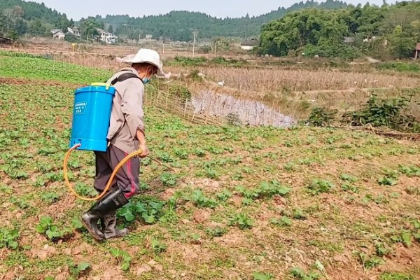 油菜的种植方法,催芽后进行条播