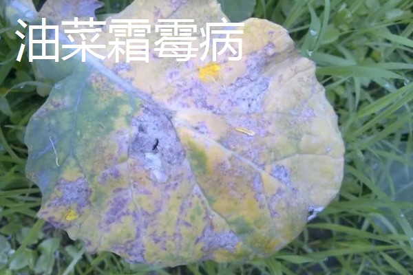 油菜的种植方法,催芽后进行条播