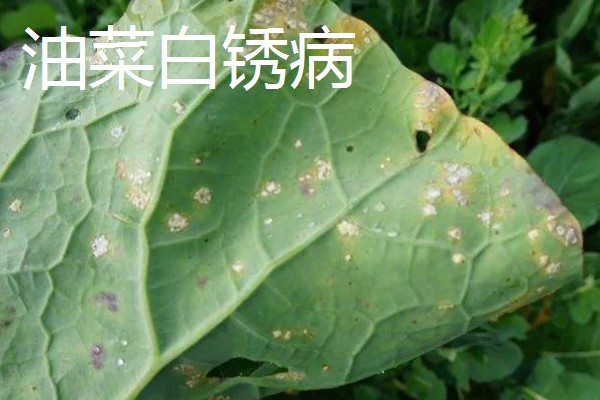 油菜的种植方法,催芽后进行条播