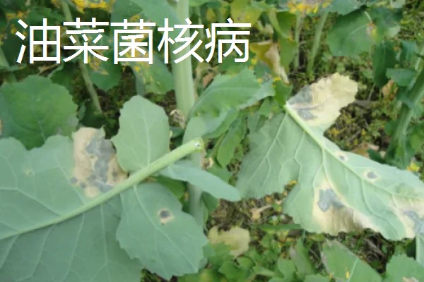 油菜的种植方法,催芽后进行条播