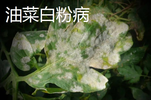 油菜的种植方法,催芽后进行条播