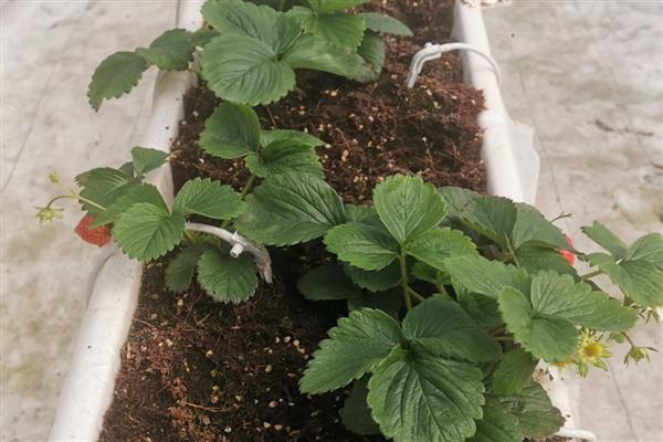 草莓怎么栽培,播种前用温水浸种8-9小时