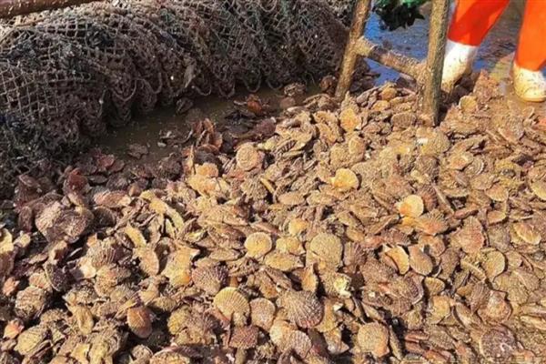 养殖扇贝要注意什么，水温保持在10-15℃左右