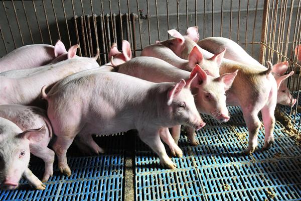 猪的采食量为何下降,可能是更换饲料、患有疾病所致