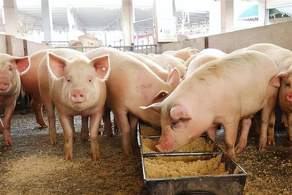 猪的采食量为何下降,可能是更换饲料、患有疾病所致