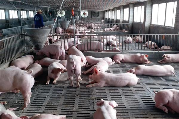 猪的采食量为何下降,可能是更换饲料、患有疾病所致