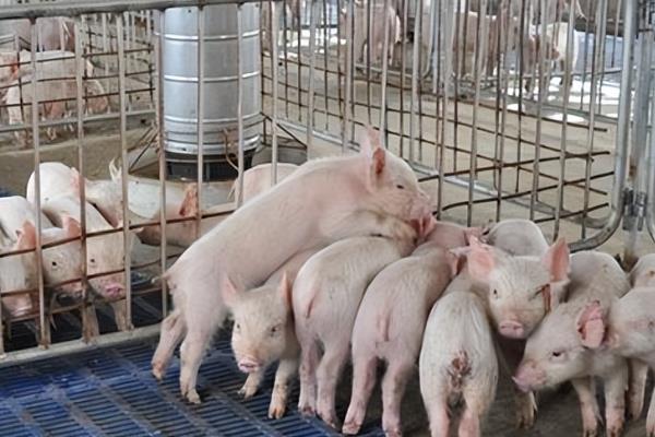 养猪场的除臭方法,重点是做好通风措施