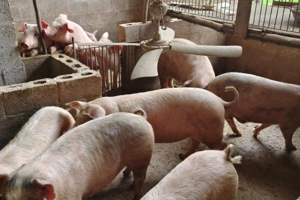 养猪场的除臭方法,重点是做好通风措施
