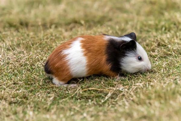 荷兰猪不让主人碰如何处理，关键是要建立信任