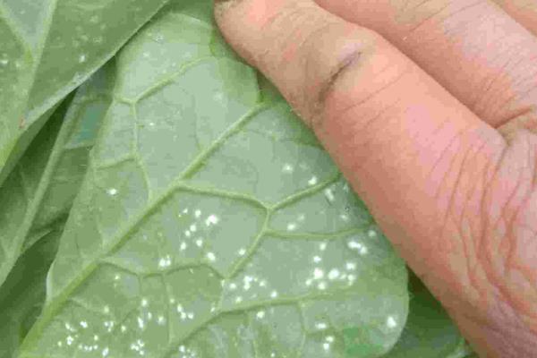 大白菜病害怎么防治,防治霜霉病可用甲霜灵拌种