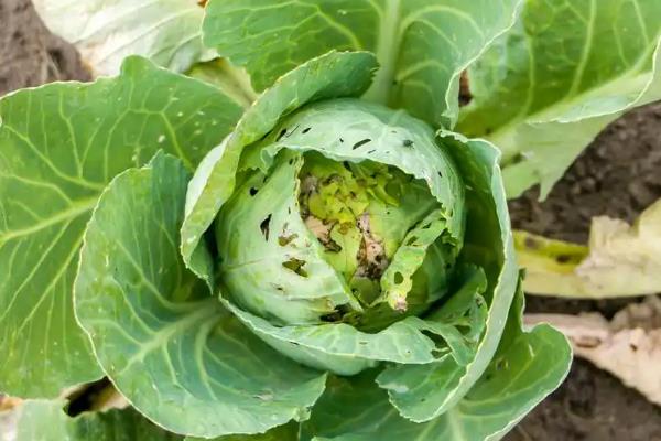 大白菜病害怎么防治,防治霜霉病可用甲霜灵拌种