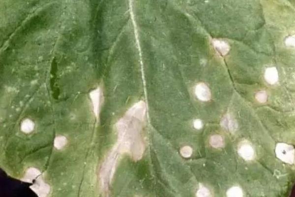 大白菜病害怎么防治,防治霜霉病可用甲霜灵拌种