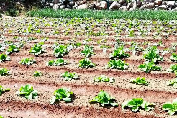 大白菜病害怎么防治,防治霜霉病可用甲霜灵拌种