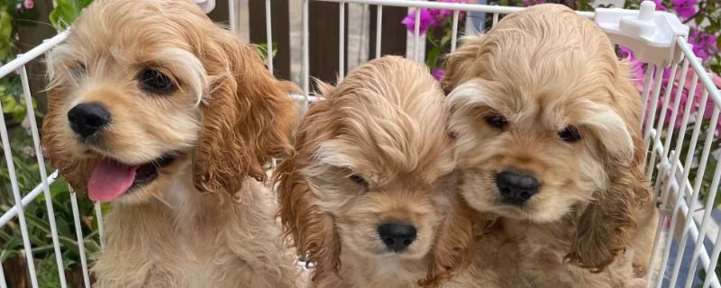 美卡犬的体重，重量一般在10-13公斤之间