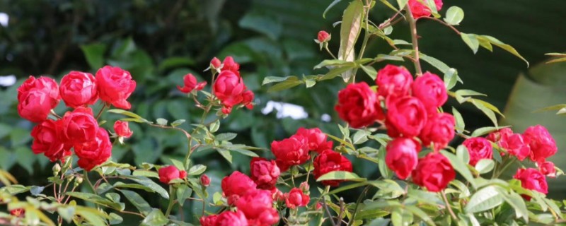 红木香花如何修剪，生长期需要定期修剪