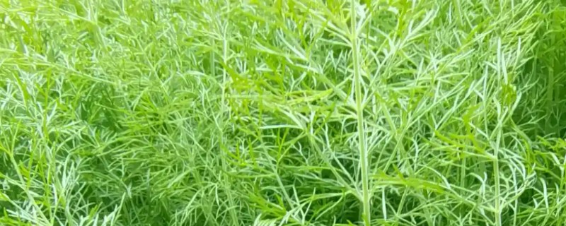 莳萝和茴香有什么区别，形态、花期、味道都不同